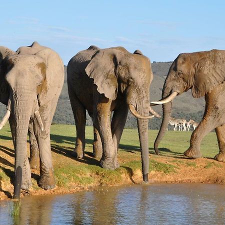 Addo Elephant Lodge & Safaris 커크우드 외부 사진