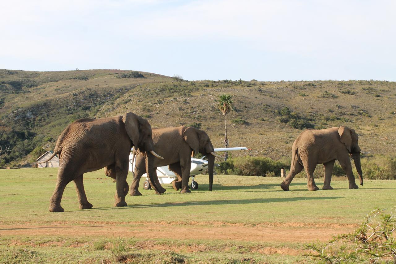 Addo Elephant Lodge & Safaris 커크우드 외부 사진