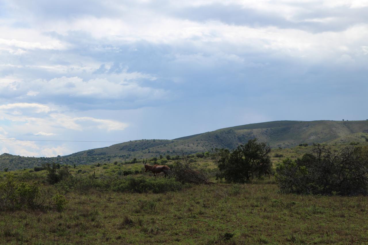 Addo Elephant Lodge & Safaris 커크우드 외부 사진