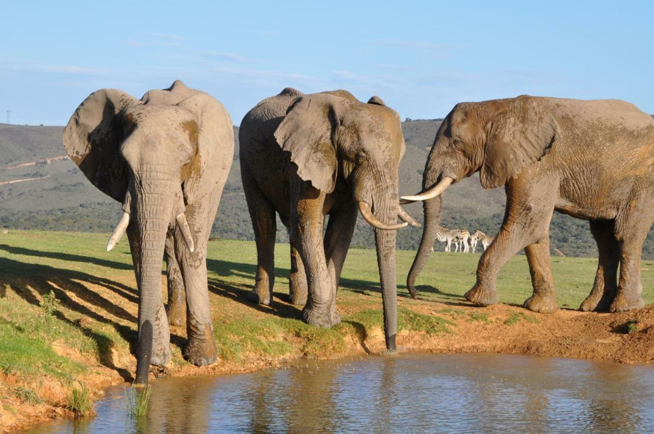 Addo Elephant Lodge & Safaris 커크우드 외부 사진