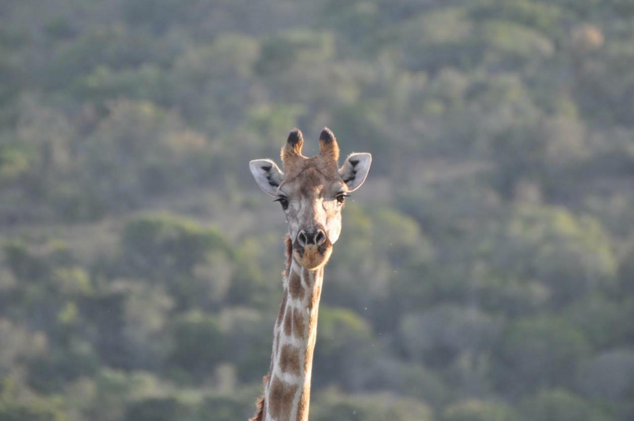 Addo Elephant Lodge & Safaris 커크우드 외부 사진